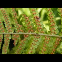 Fougere - Dryopteris Affinis subsp Borreri (fam Dryopteridacees) (Europe, Asie) (3)